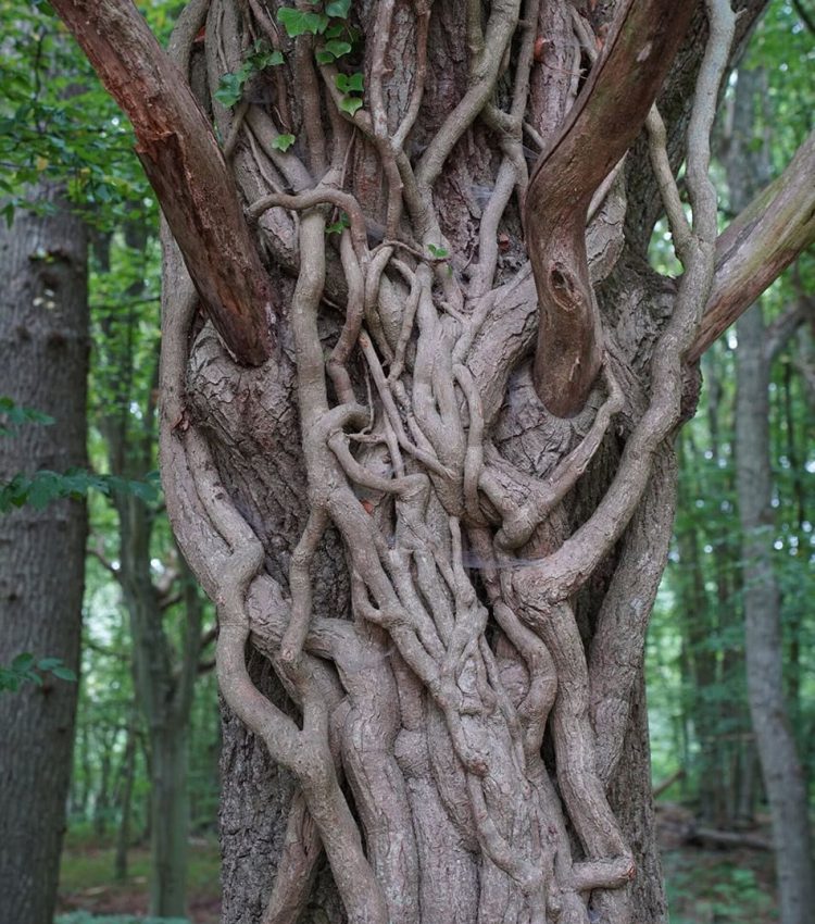 Close-up of a tree, symbolizing Arex's invitation to those passionate about medicine development and commercialization.