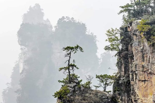 Close-up of small trees growing on a mountain in Zhangjiajie, representing Arex's expertise in pharmaceuticals, biologics, biotech, medical devices, IVDs, combination products, ATMPs, and herbal, food supplements, and FSMPs.